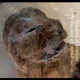 Illustration for article titled Scientists find extinct cave lion cubs preserved in ice.